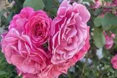 22a2c4ba-9a16-4b3e-a7f5-aa778d367219