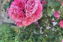 8354e139-9d92-40c1-b7fc-800a4ddc5583