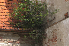 dominik-k-9-Powrot-natury-koniec-cywilizacji